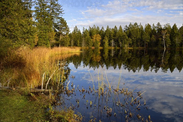 Trees reflected in lake