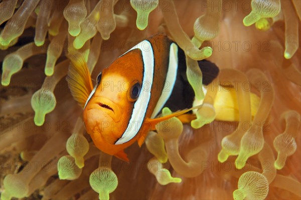 Clarks anemonefish