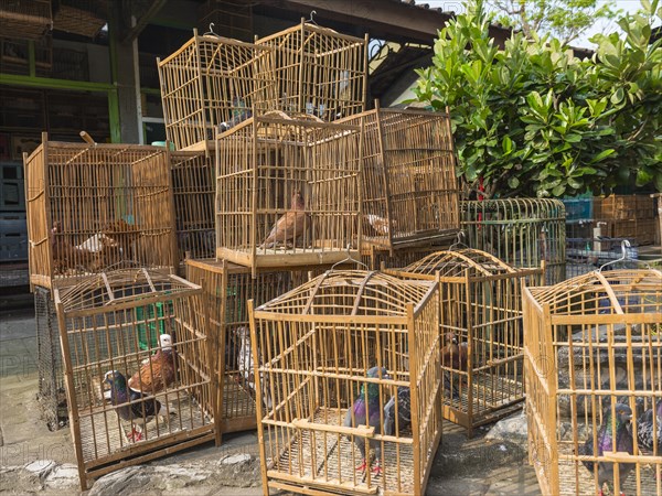 Pigeons in cages