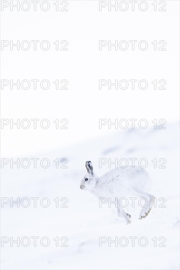 Mountain hare