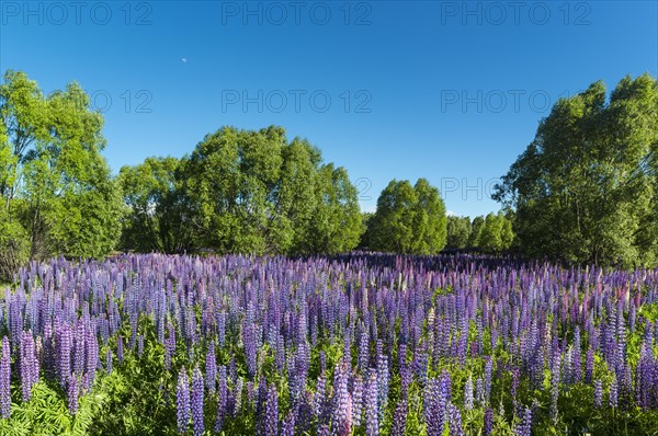 Purple large-leaved lupins