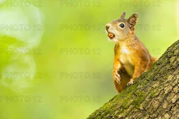 Eurasian red squirrel