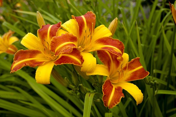 Daylily