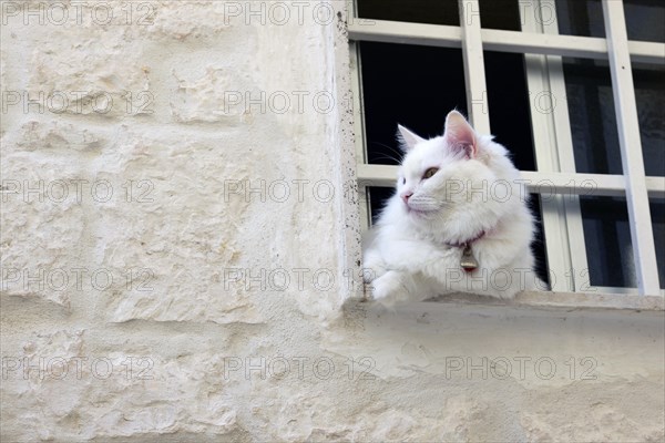 White cat in window