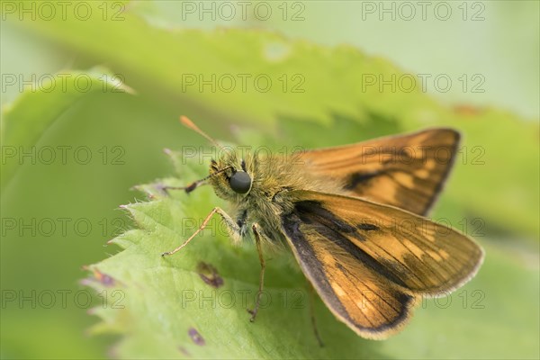 Large skipper