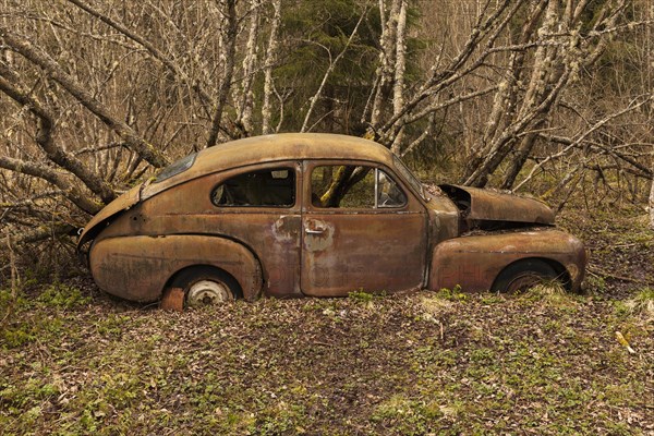 Rusty vintage car in the woods