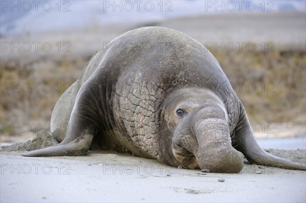 Northern Elephant Seal