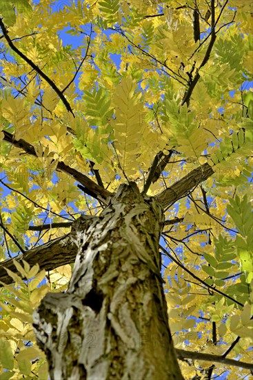 Caucasian wingnut