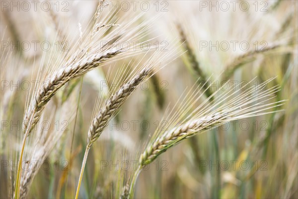 Triticale ears