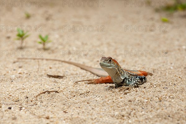 Common butterfly lizard