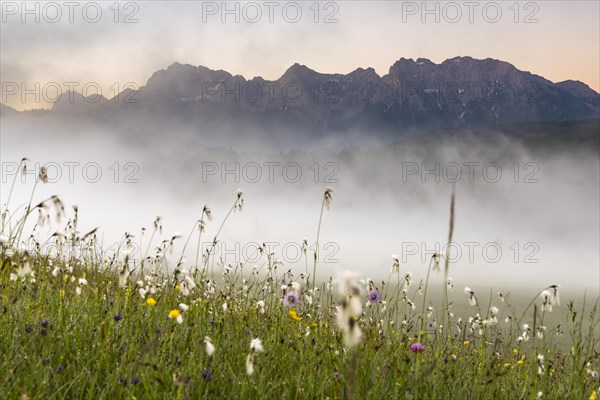 Cottongrass