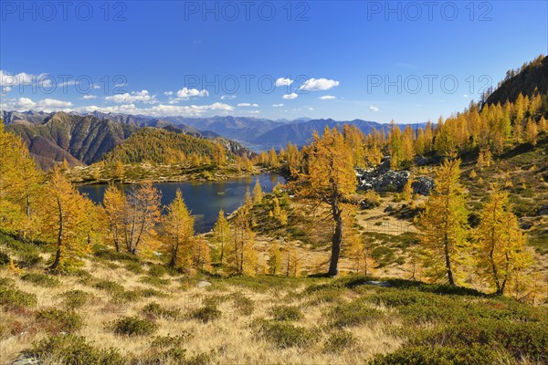 Larches