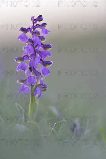 Green-winged orchid