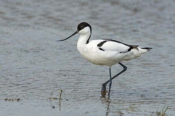 Pied avocet