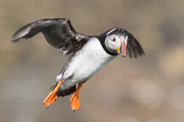 Puffin