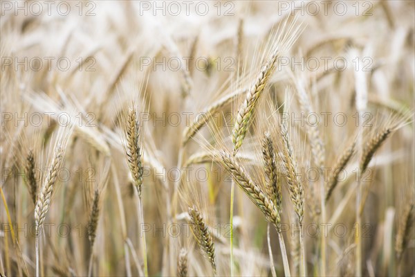 Triticale ears