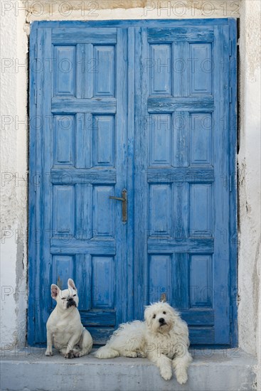 Two white dogs lying in front of blue wooden door