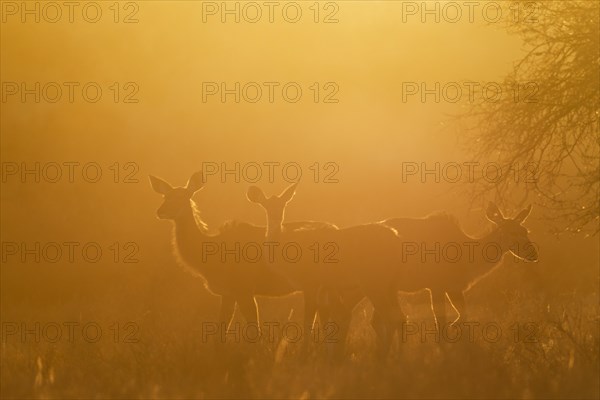 Greater Kudus