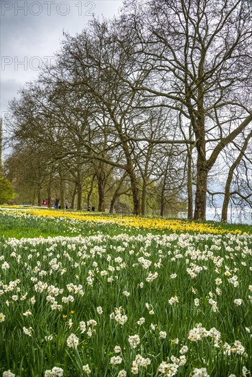 Blooming white and yellow wild daffodils