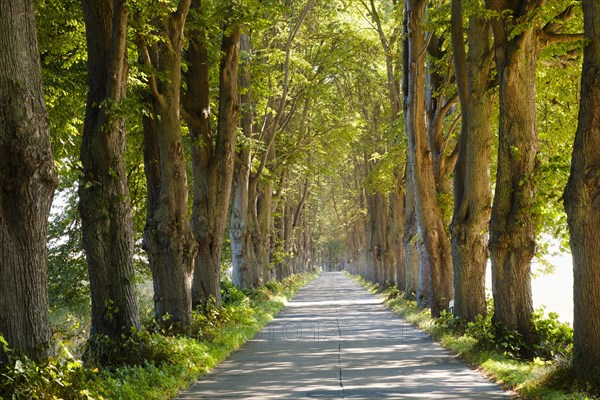 Linden avenue