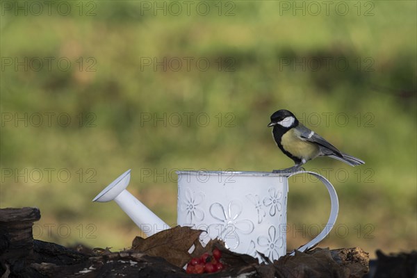 Great tit
