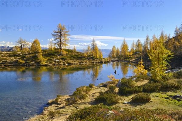 Larches