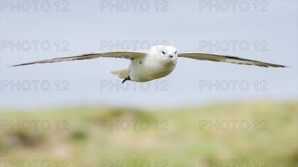 Northern fulmar