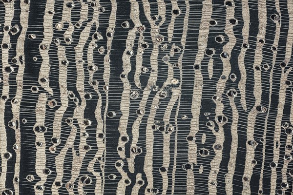 Photomicrograph