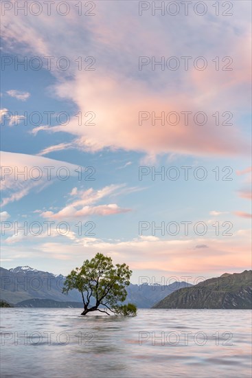 Single tree standing in the water