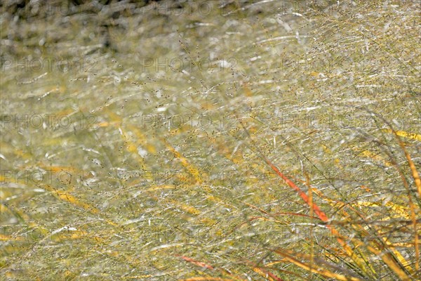 Switchgrass
