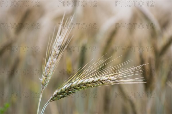 Triticale ears