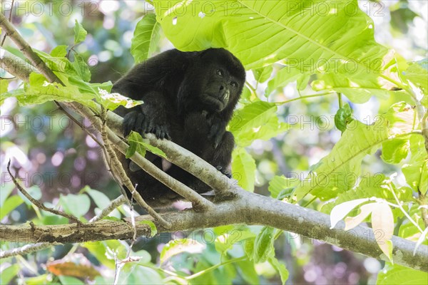 Howler Monkey