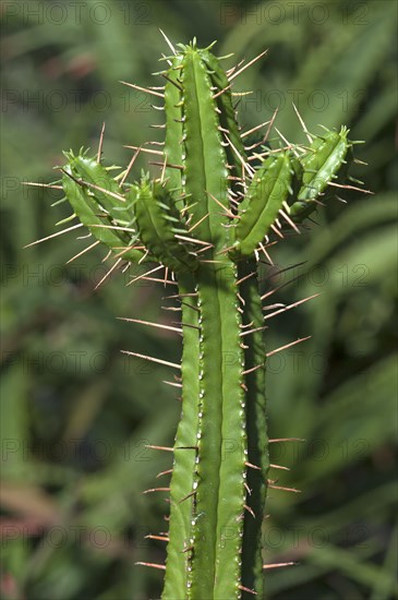 Euphorbia