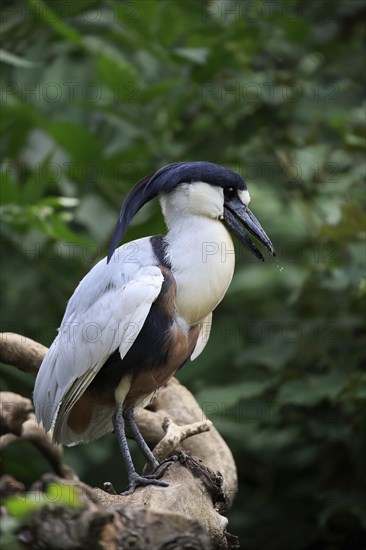 Boat-billed heron