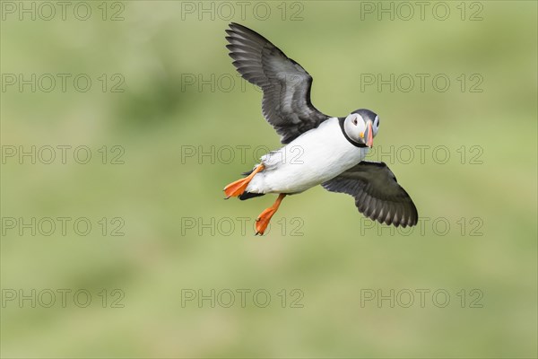 Puffin