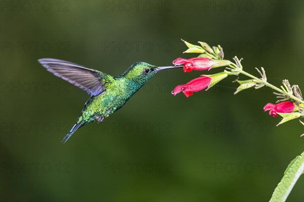 Blue-tailed emerald