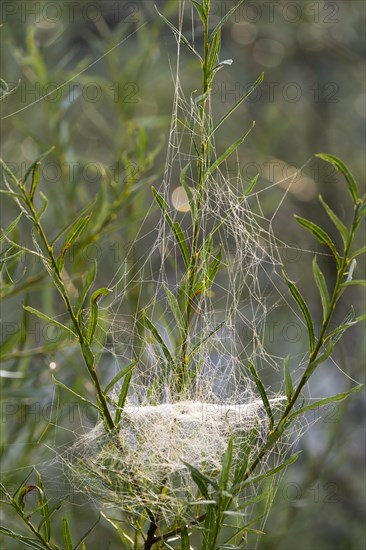 Web of Sheet Weaver