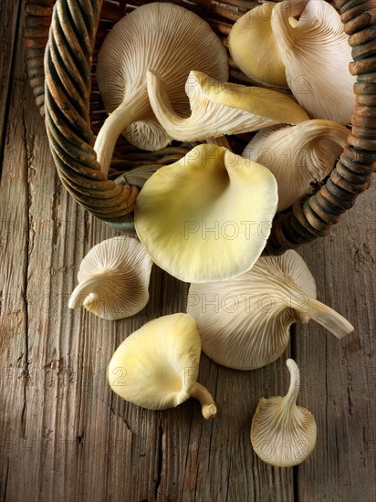 Golden oyster mushrooms