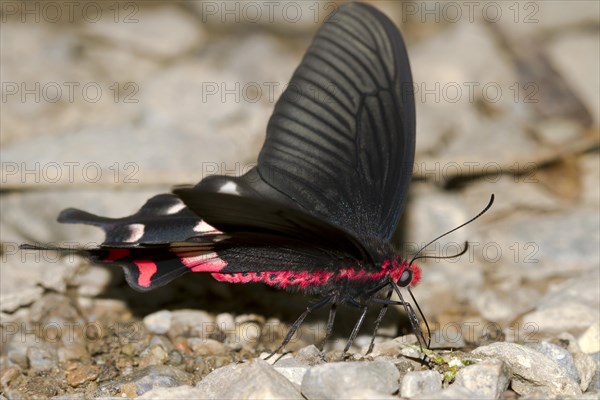 Butterfly Common Rose