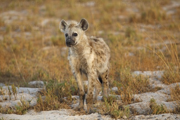 Spotted Hyena