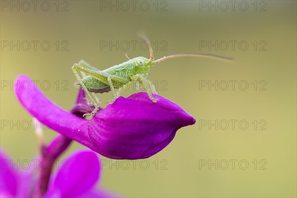 Speckled bush-cricket