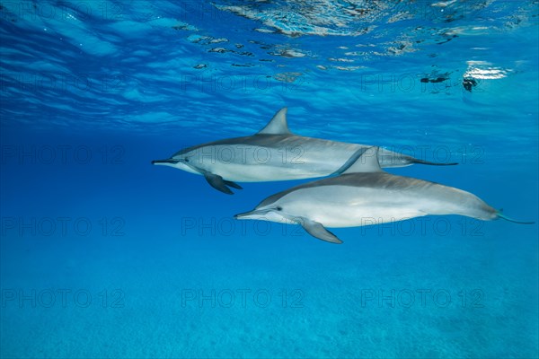 Pair of Spinner Dolphins