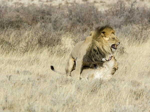Lions