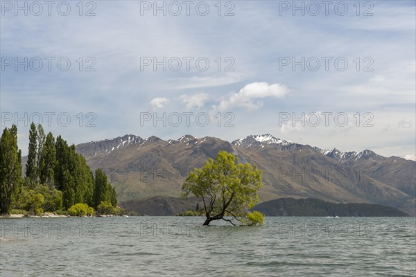 Single tree standing in the water
