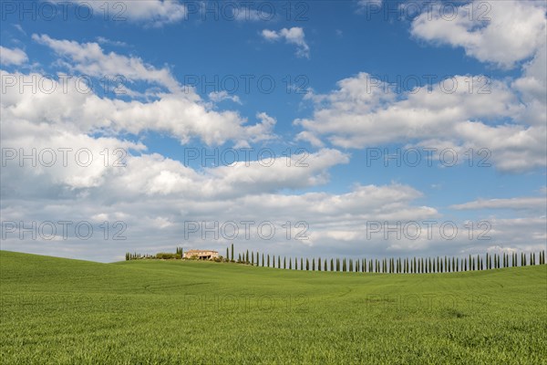 Country estate Poggio Covili with road lined with cypress trees