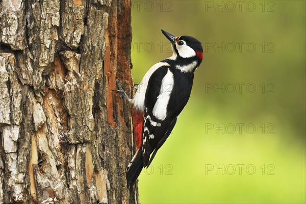 Woodpecker