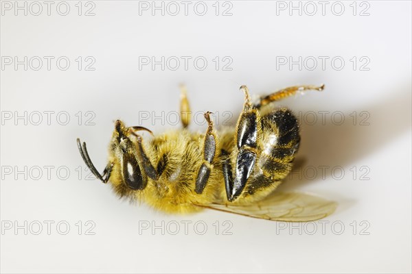 Dead honey bee