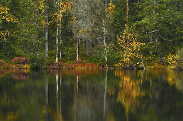 Trees reflected in lake