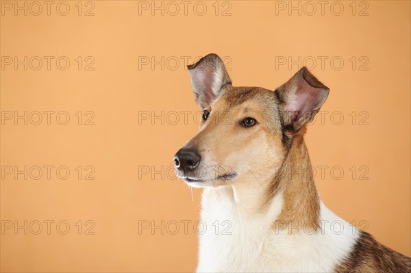 Smooth collie