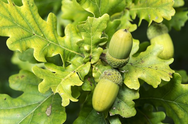 Unripe acorn